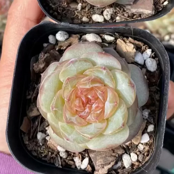 e201-41.webp Echeveria Pear Blossom Wine - Image 1