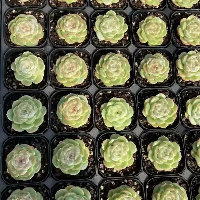 e201-43.webp Echeveria Goddess pool - Image 1