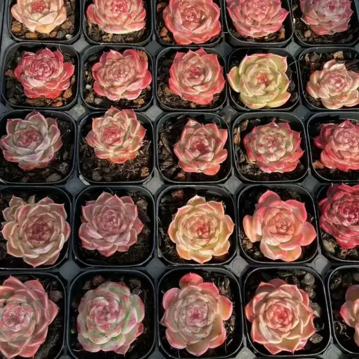 e201-44.webp Echeveria Succubus - Image 1