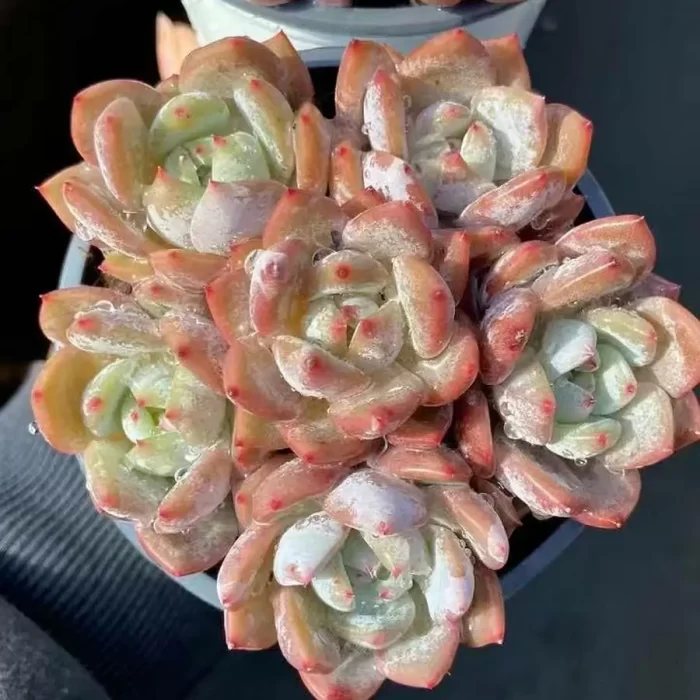 e201-45.webp Echeveria Human society Collocation - Image 1