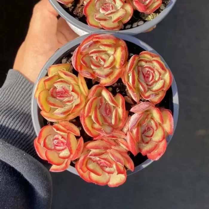 e201-46.webp Echeveria Meat paste Rose Collocation - Image 1