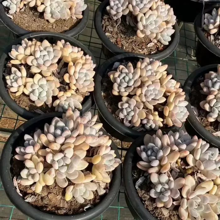 Pachyveria Jelly perfume Clustering - Image 1