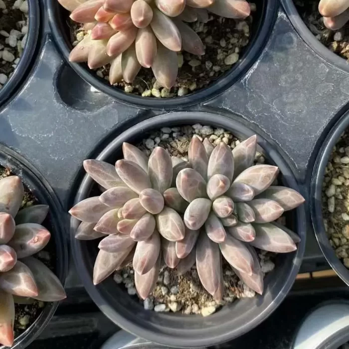 Pachyphytum Icarus Double Headed - Image 1