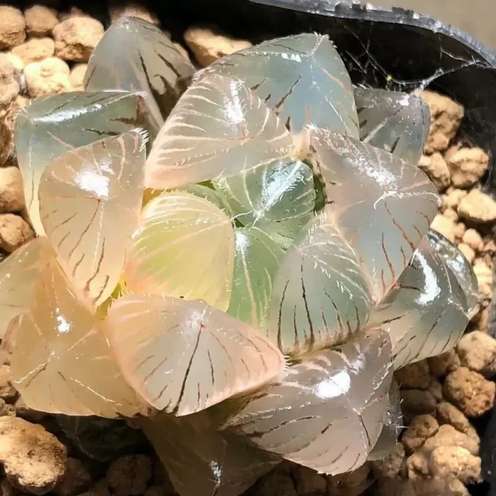 e201-5.webp Haworthia kyodai akasen lens Variegated - Image 1