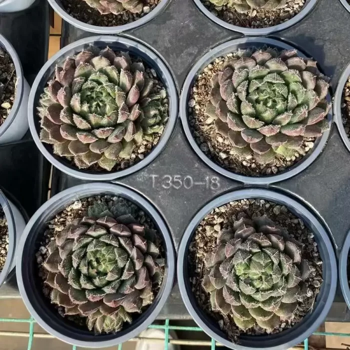 e201-50.webp Echeveria Scorpio - Image 1