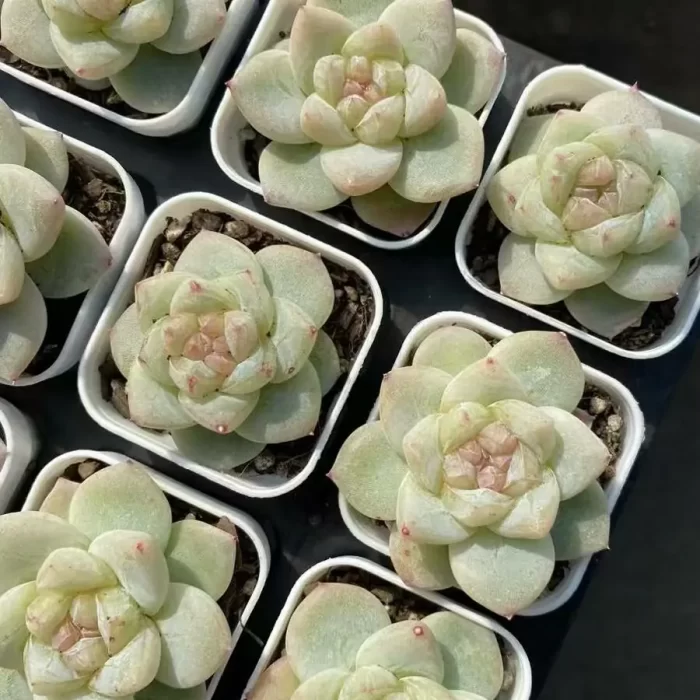 e201-51.webp Echeveria Shirasawa - Image 1