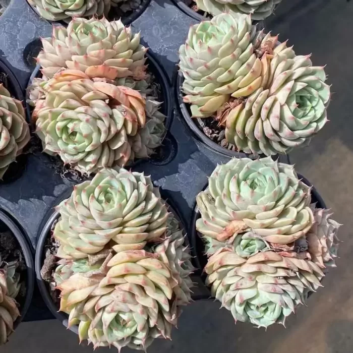 e201-52.webp Echeveria Bumba Double Headed - Image 1