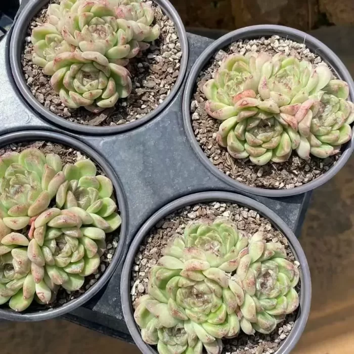 e201-53.webp Echeveria Deep Forest Clustering - Image 1