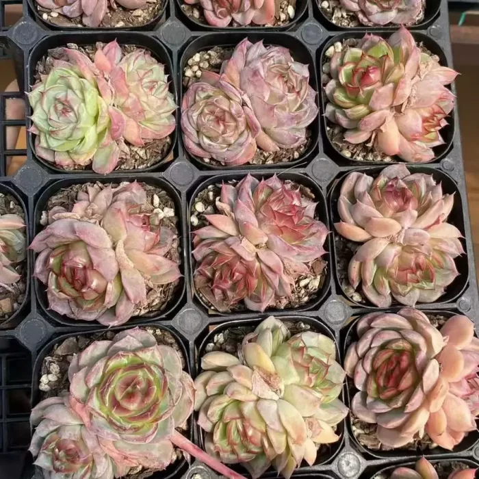 e201-54.webp Echeveria Cranberry Double Headed - Image 1