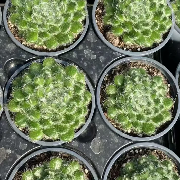 Echeveria Golden Fruit - Image 1