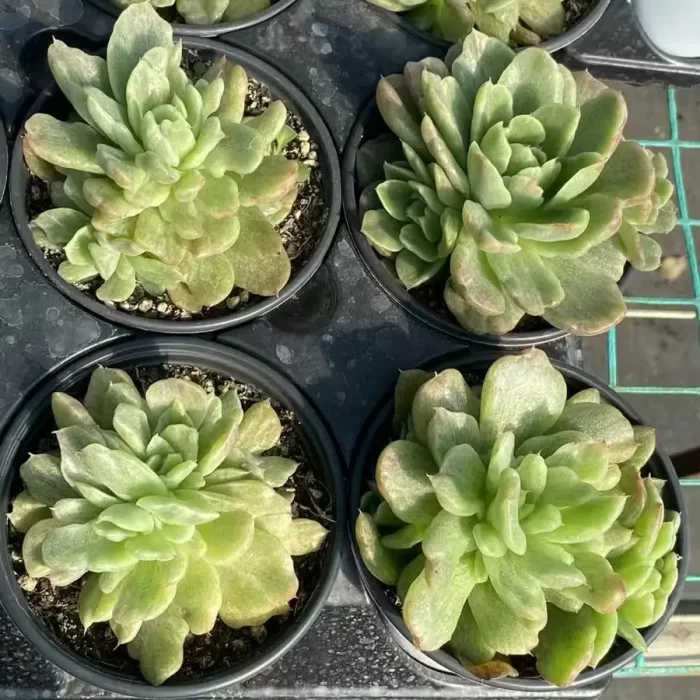 Echeveria Floriana Monstrose Variegated - Image 1