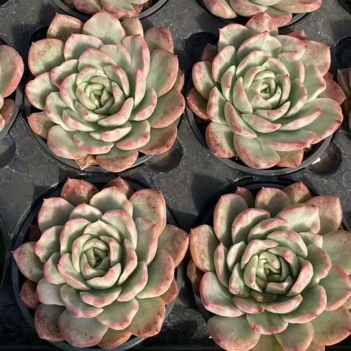 e201-59.webp Echeveria Floriditty Variegated - Image 1