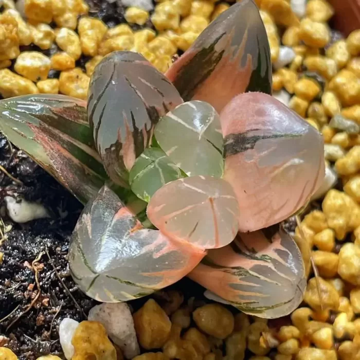 e201-6.webp Haworthia Laochuan cooperi var. pilifera Variegated - Image 1
