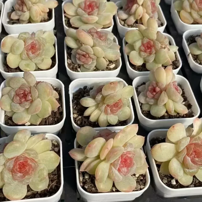 e201-60.webp Echeveria Zhixia Double Head - Image 1