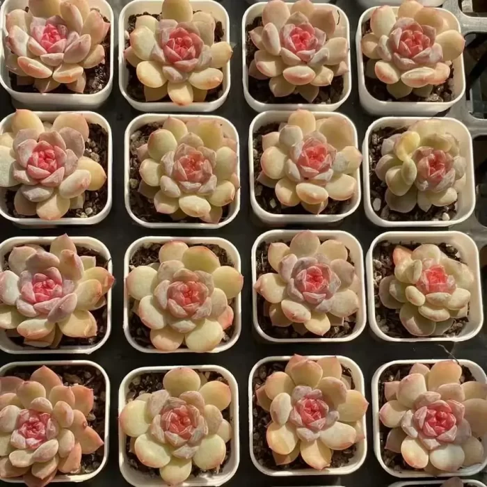 e201-61.webp Echeveria Spring Dawn - Image 1