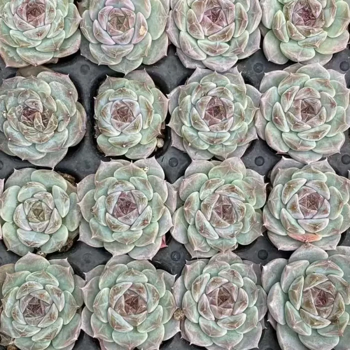 e201-62.webp Echeveria Kong Sugar Heart - Image 1