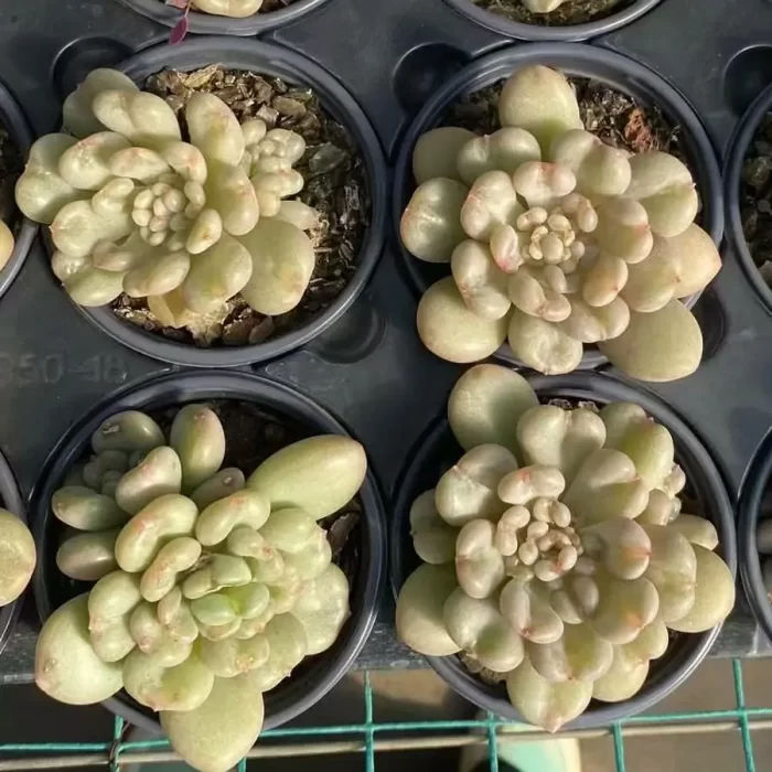 e201-63.webp Echeveria Bayi With Cubs - Image 1