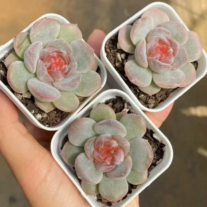 e201-65.webp Echeveria Rose - Image 1