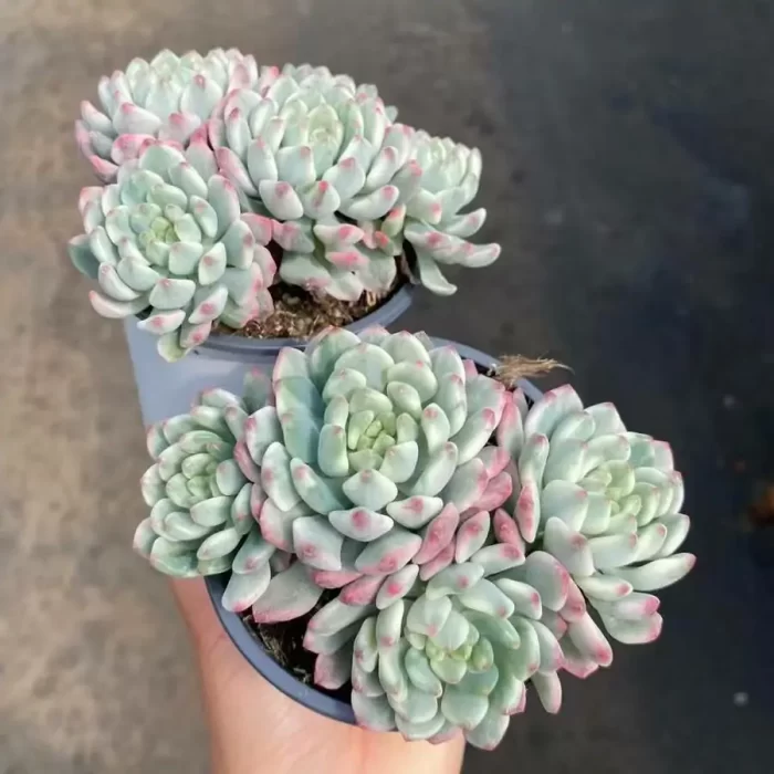 e201-66.webp Echeveria Blue Apple Variegated Cluster - Image 1