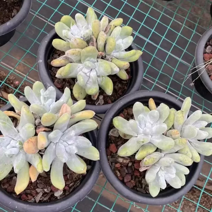 e201-67.webp Dudleya Thumb Cluster - Image 1