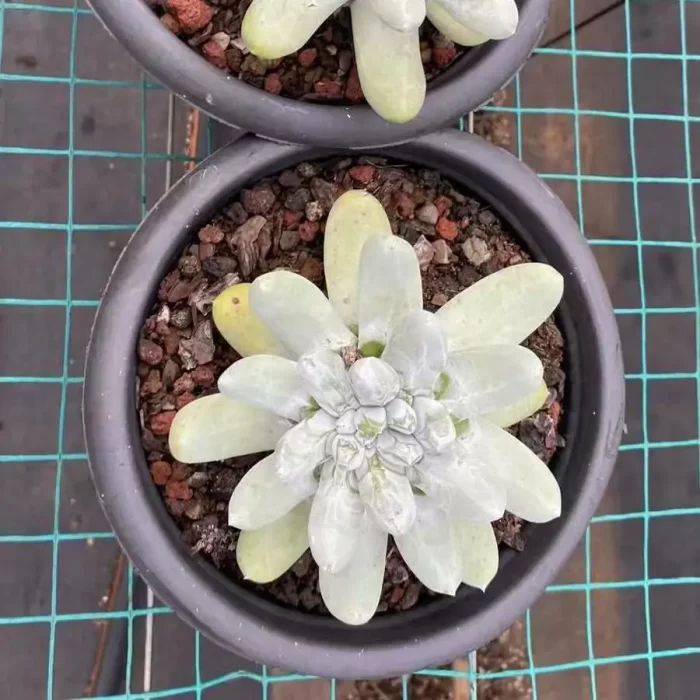 Dudleya Thumb - Image 1