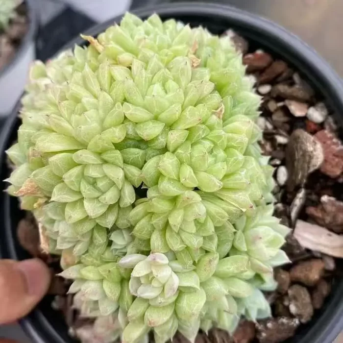 e201-69.webp Echeveria Emerald Cluster - Image 1