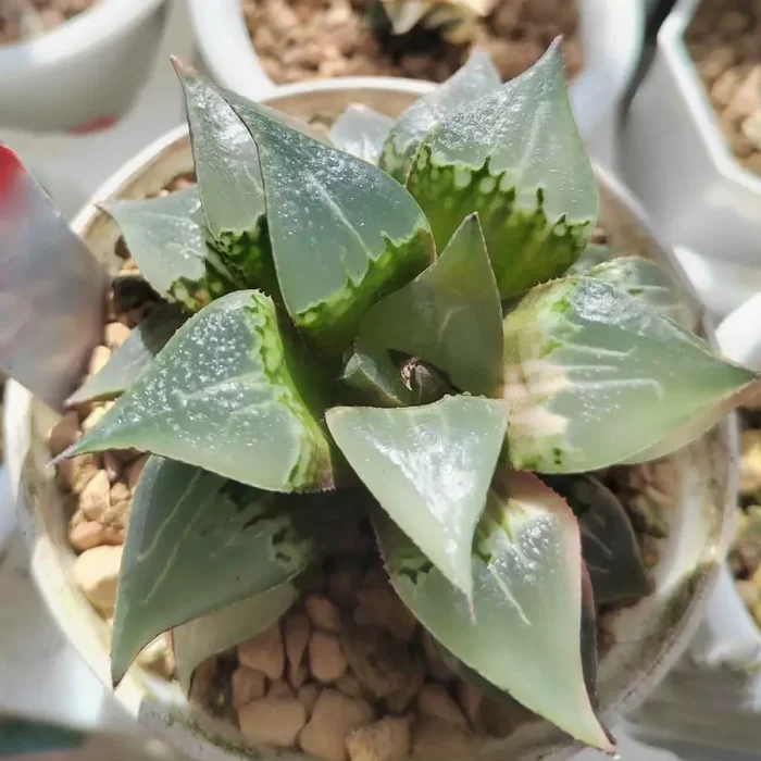 e201-7.webp Haworthia Shuten-doji Variegated - Image 1