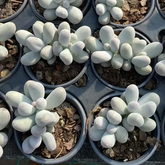 e201-71.webp Graptopetalum Rice milk Double Head - Image 1