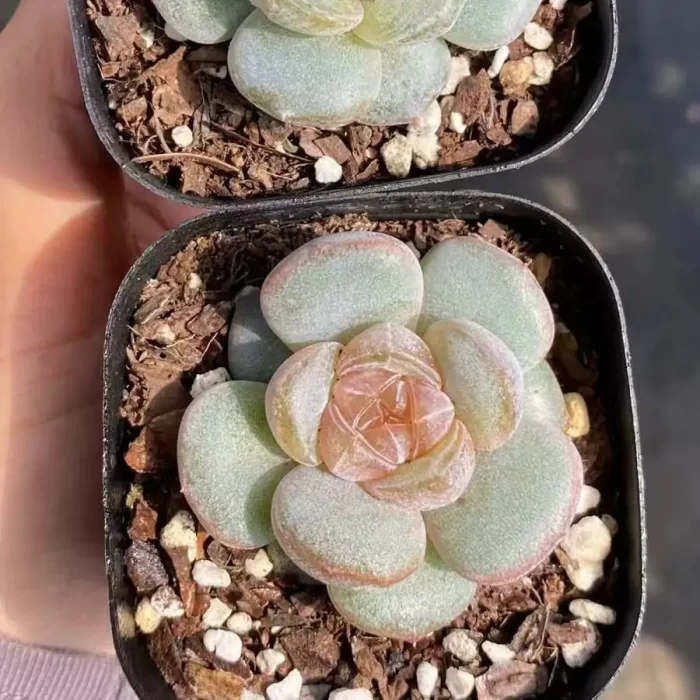 e201-73.webp Echeveria Brandy - Image 1