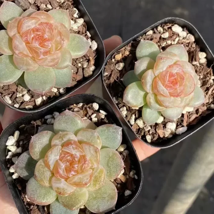 e201-74.webp Echeveria Coral Island - Image 1