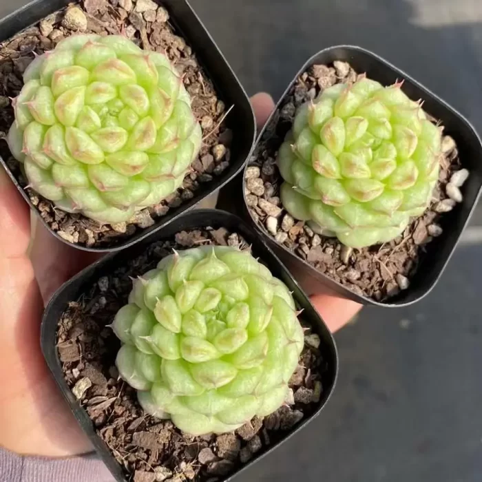 e201-75.webp Echeveria Long eyelashes Thousand Layer Tower - Image 1