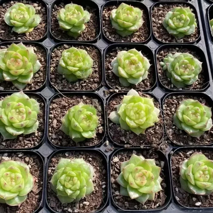 e201-76.webp Echeveria Lingbao Jenny - Image 1