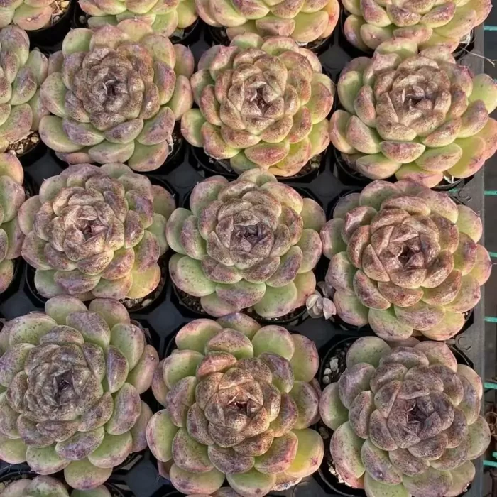 e201-77.webp Echeveria Black Sand Beach - Image 1