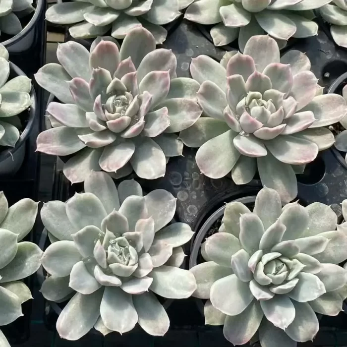 e201-78.webp Echeveria The Simpsons Variegated - Image 1