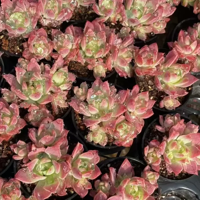 e201-79.webp Graptopetalum Macdougallii - Image 1