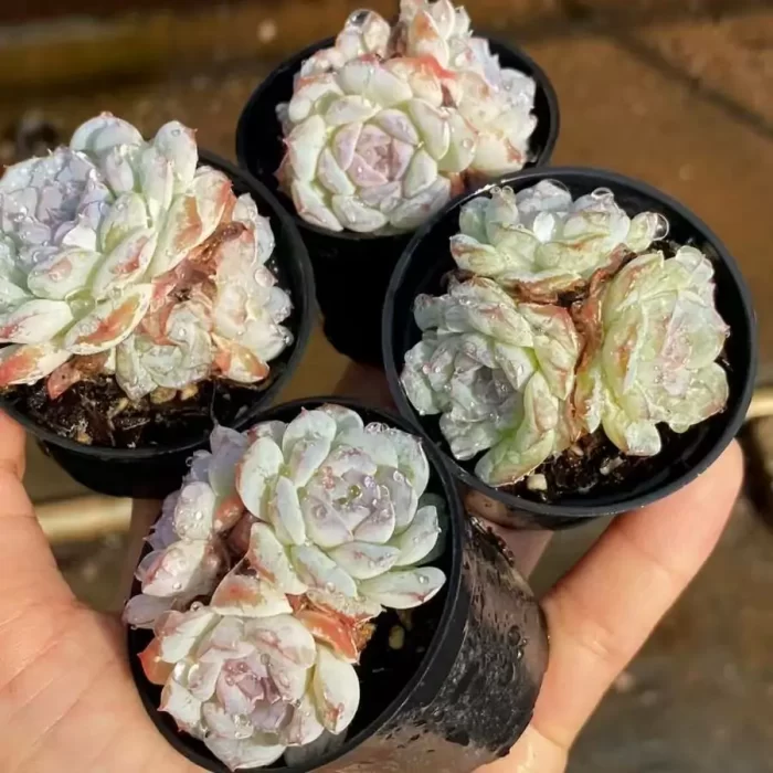 e201-80.webp Echeveria Snow Face - Image 1