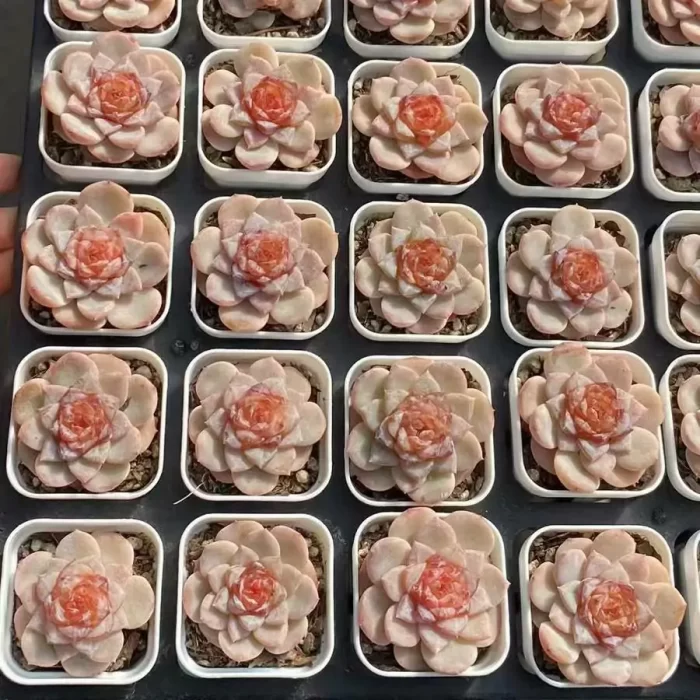 e201-81.webp Echeveria Winter Plum - Image 1