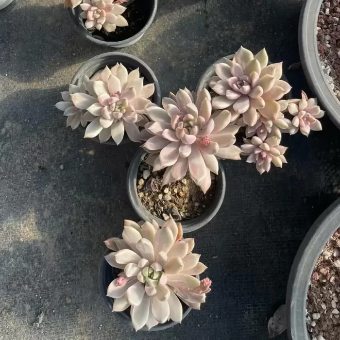 e201-82.webp Echeveria Blood Moon Variegated
(Ramdon single head, double head, cluster) - Image 1