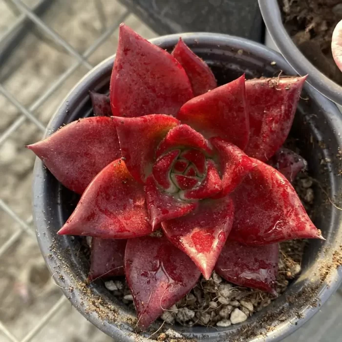 e201-84.webp Echeveria Romeo Rubin - Image 1