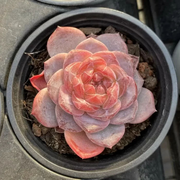 e201-86.webp Echeveria Velvet - Image 1