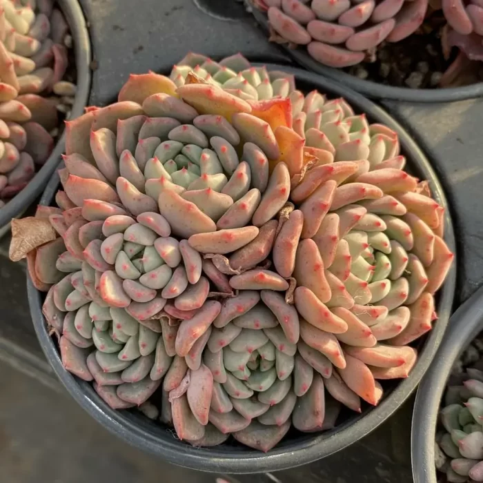 e201-88.webp Echeveria Cute bubble Clustering - Image 1