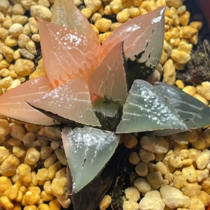 Haworthia Shuten-doji Variegated - Image 1