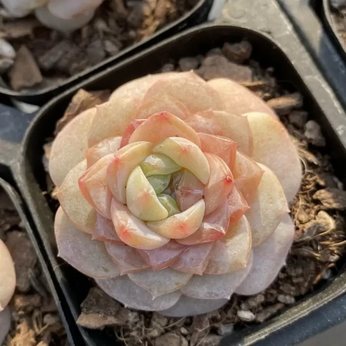 e201-91.webp Echeveria K057 - Image 1