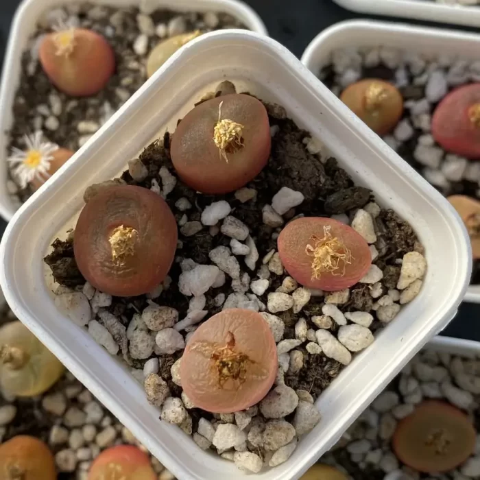 Conophytum Honey peach - Image 1