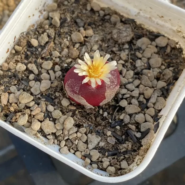 Conophytum Hedinghong Cut cake - Image 1