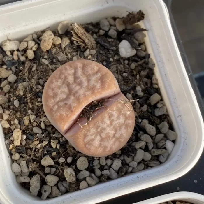 Lithops Latte - Image 1