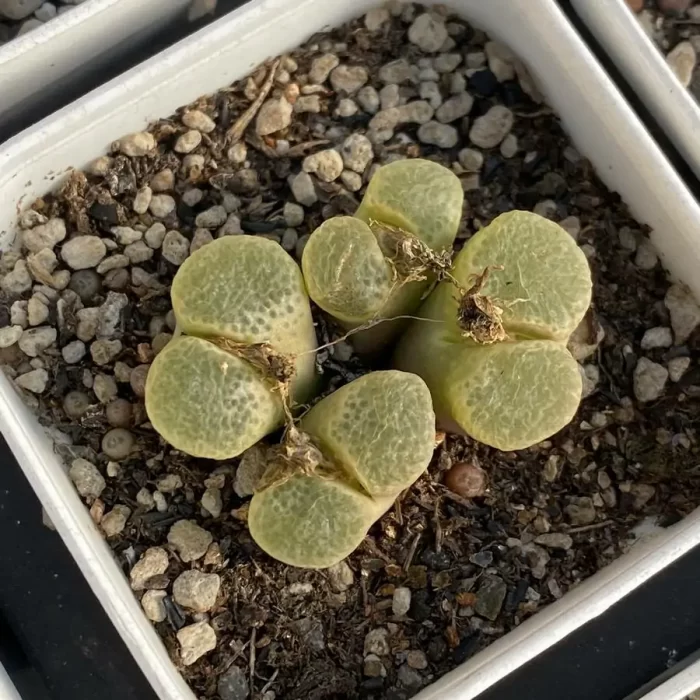 Conophytum Cherry Blossom Wind Chimes single head - Image 1
