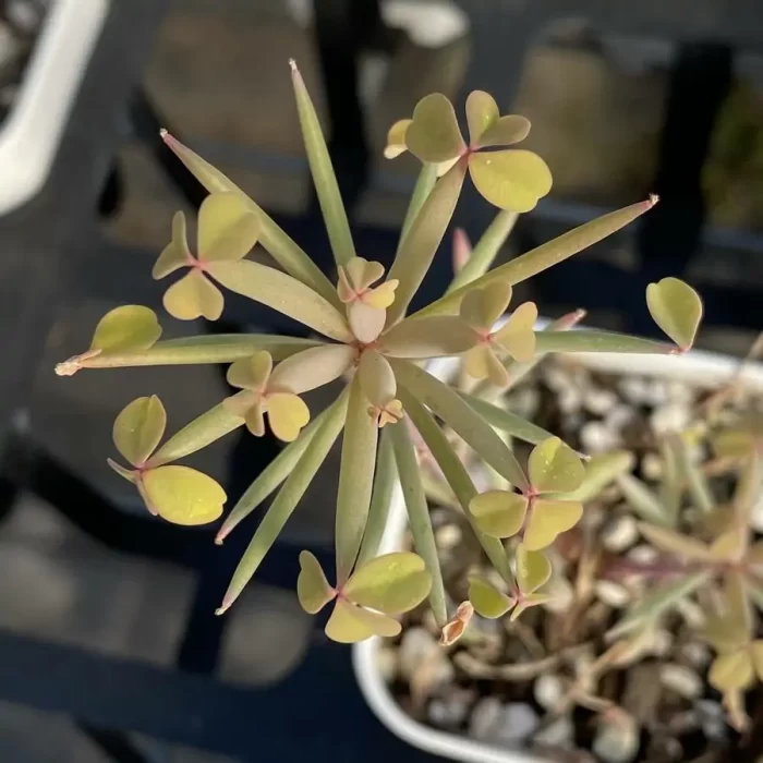 e201-97.webp Oxalis Nidulans Pom Pom - Image 1