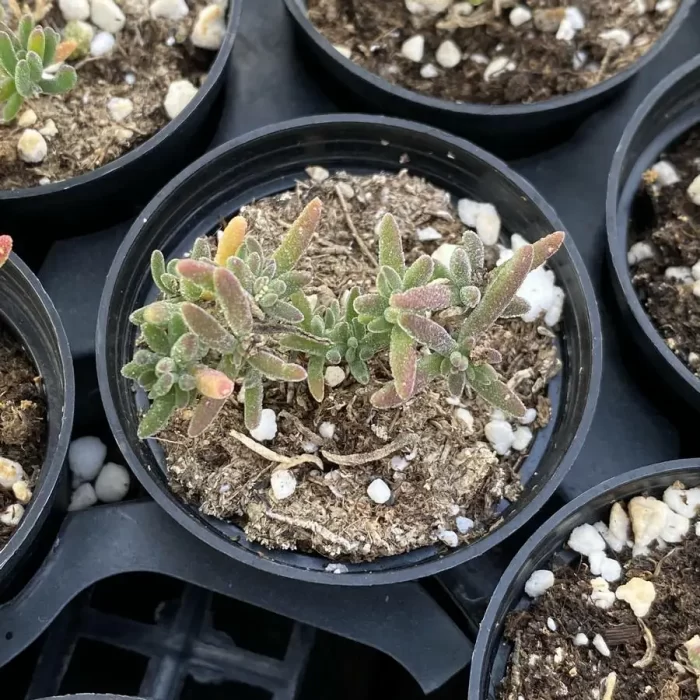 e201-99.webp Crassula Dicrocaulon Conjuncta - Image 1