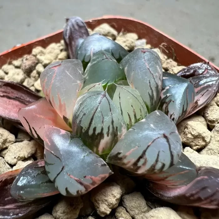 Haworthia Crystal Variegated - Image 2